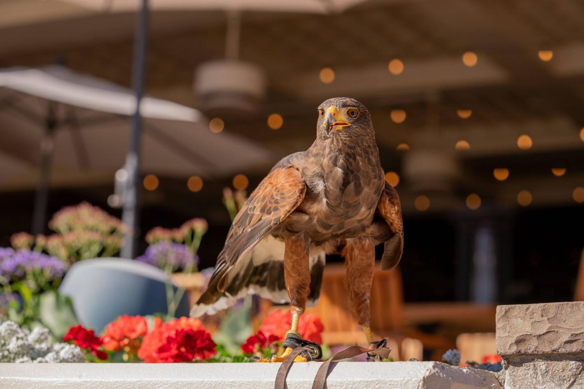 The Phoenician, A Luxury Collection Resort, Σκότσντεϊλ Εξωτερικό φωτογραφία